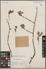 Foto von Salix erioclada H. Lév. & Vaniot